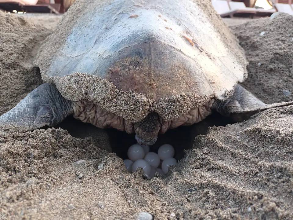 Antalya Sahillerinde 232 Bin Yavru Denizle Buluştu 5